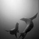 Protect What You Love-Dedicate a Gift to Heal the Bay for Valentine's Day